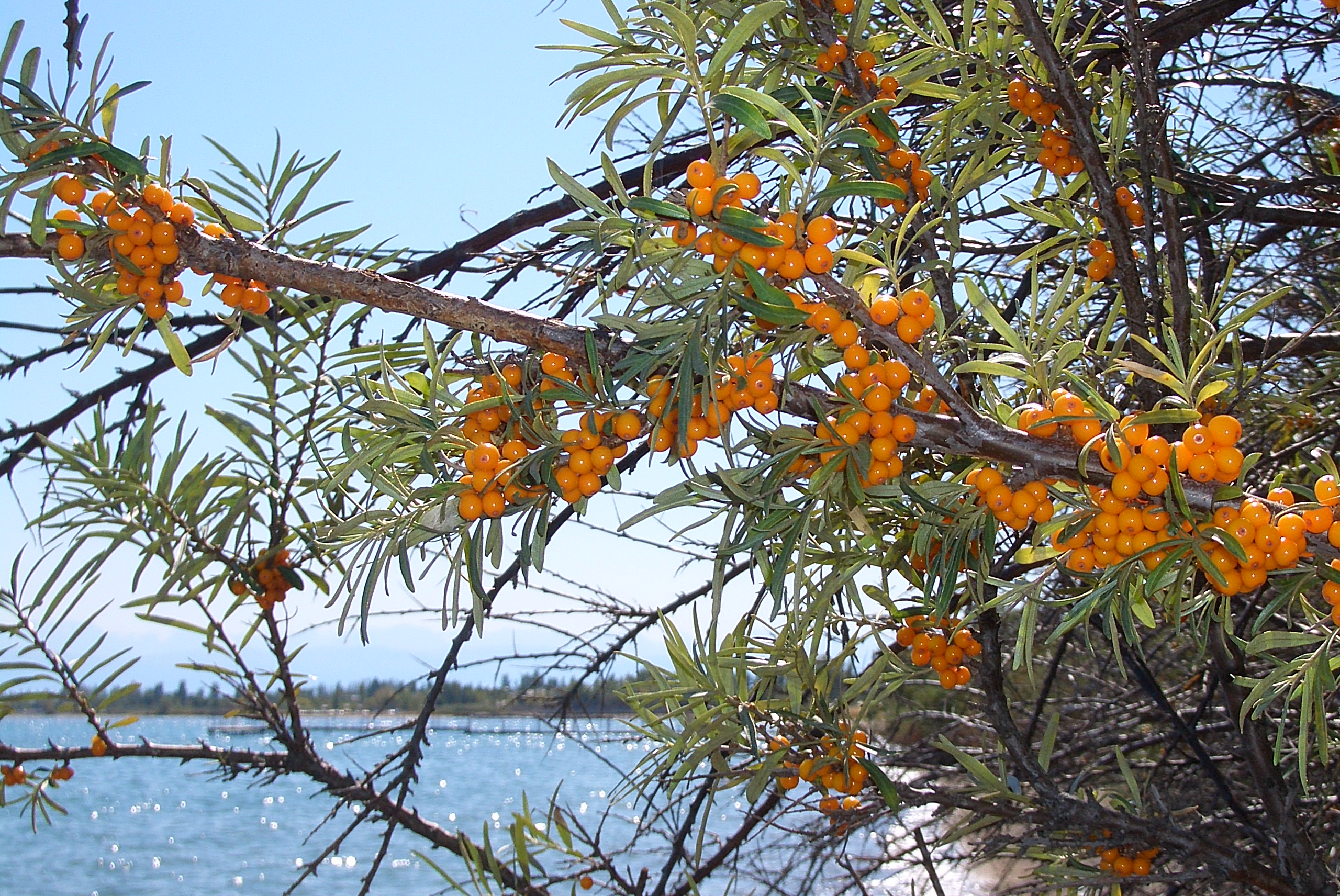 Sea Buckthorn - The Glow Maker of your Dreams