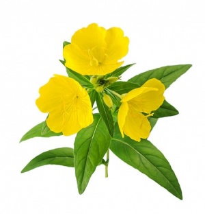 Ingredient Profile Evening Primrose Oil